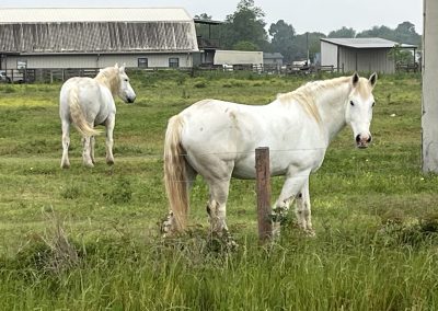 Cycling In Houston - NWCC Recent Activities Gallery 519 White horses grazing in a green pasture with farm buildings in the background.