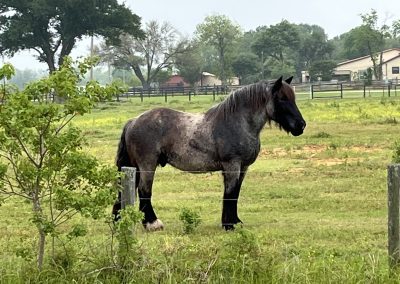 Cycling In Houston - NWCC Recent Activities Gallery 520 Majestic horse in lush green pasture at Northwest Cycling Club farm.
